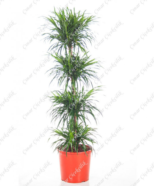 4'Lü Dracaena Saksı Çiçeği