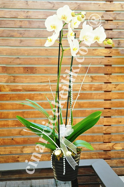 Çiftli Beyaz Love Orkide C-OR159