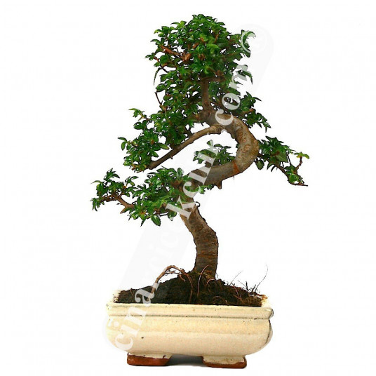 Çin Örmesi Bonsai