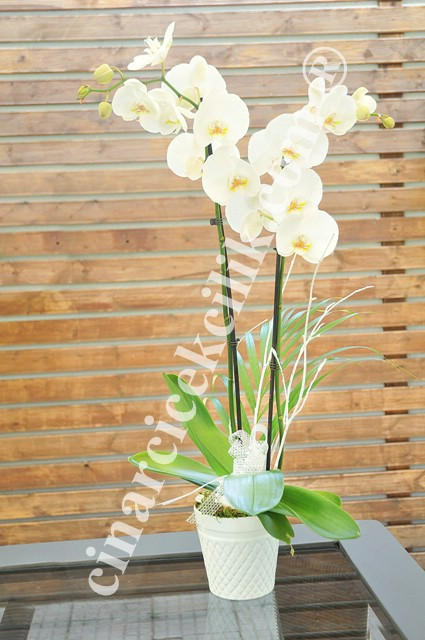 İkili Beyaz Orkide C-OR149