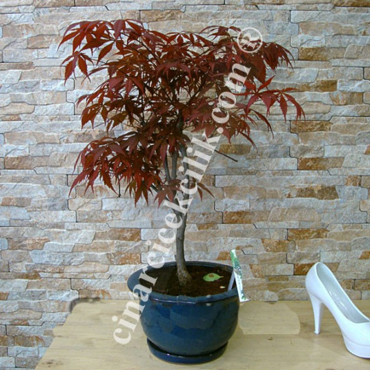 Acer Palmatum Bonsai Ağaç Yuvarlak