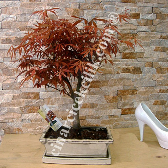 Acer Kırmızı Palmatum Bonsai