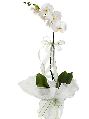 Tekli Beyaz Orkide Çiçeği C-OR148