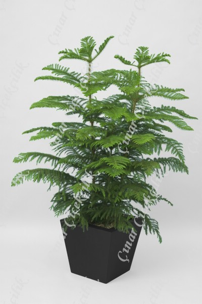 Araucaria Heterophylla Salon Çamı 2li C-SAK195