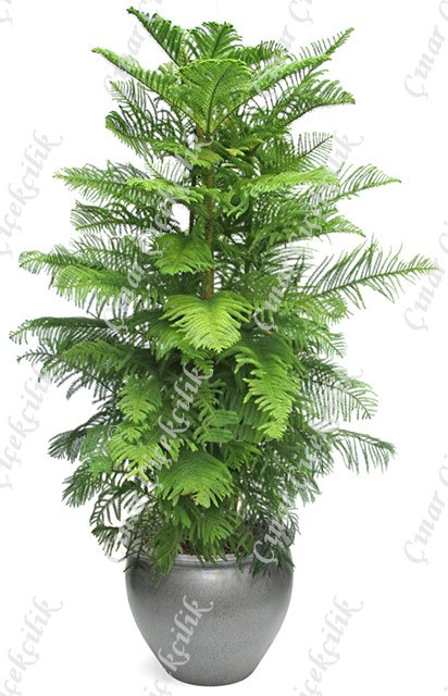 Araucaria Norfolk 2li Salon Camı C-SAK192