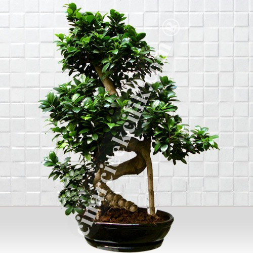 Büyük Bonsai Siyah Seramik