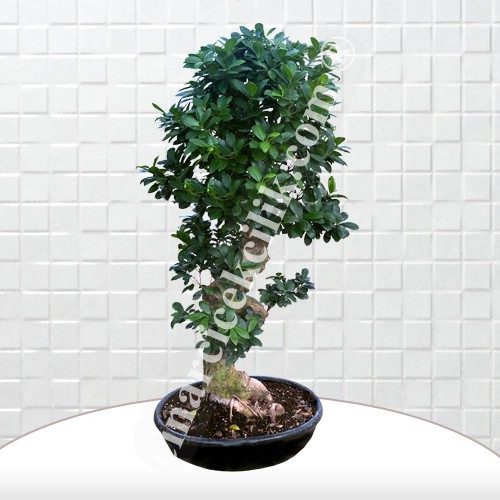 Büyük Boy Carmona Bonsai Agaç