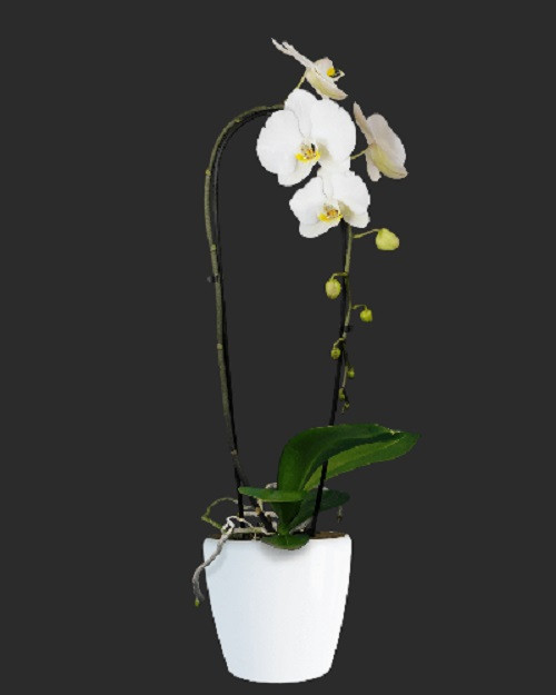 Stella Beyaz Orkide