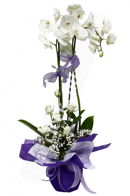 İkili Beyaz Orkide Beyaz Gül C-OR130
