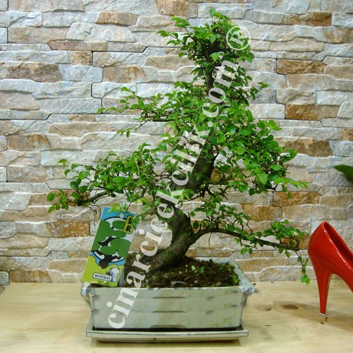 Beyaz Saksı Zelkova 50 cm