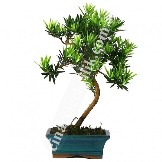 Bonsai Linex Ağaç