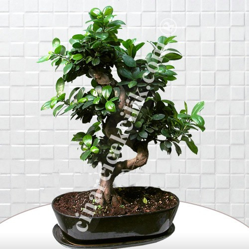 Bonsai Ginseng Ağacı