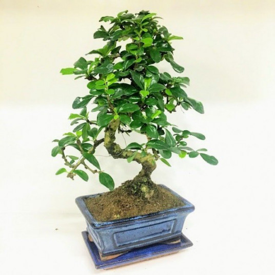 Zelkova Bonsai Ağaç Kayalı