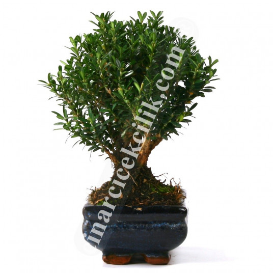 Buxus Bonsai Ağaç (Orta Boy)