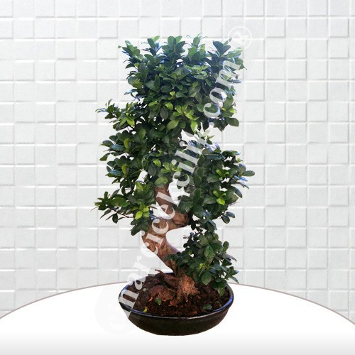 Büyük Boy Carmona Bonsai Agaç