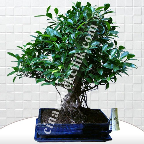 Büyük Boy Ficus Bonsai 