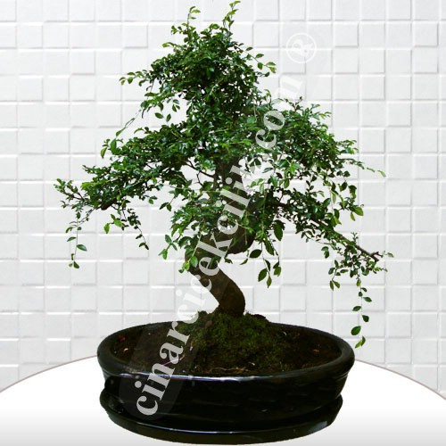 Büyük Siyah Zelkova Bonsai