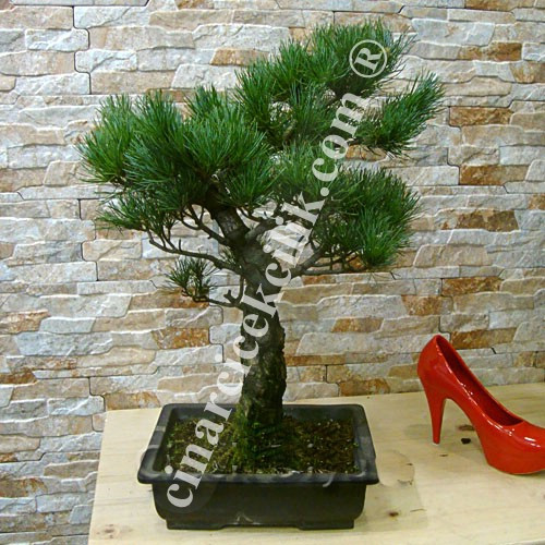 Cam Bonsai Ağacı 