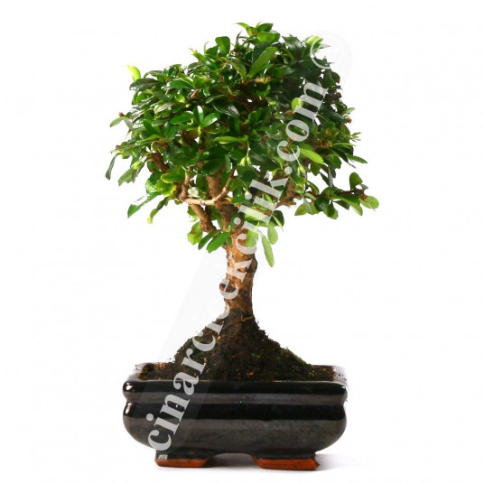 Bonsai Cormano Ağaç