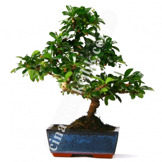 Bonsai Cormana Ağaç (Orta Boy)