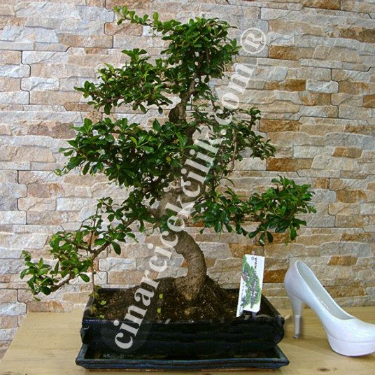 Carmona Bonsai