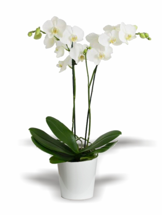 mini iki dal orkide