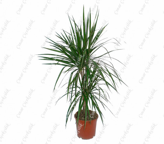 Dracaena Marg 2li Saksı Çiçeği C-SAK178