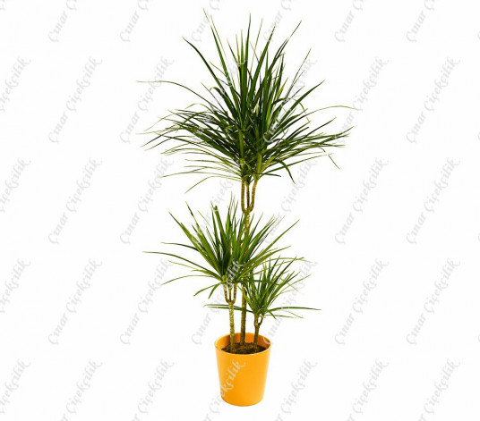 3'lü Dracaena Margin Saksı Çiçeği C-SAK173