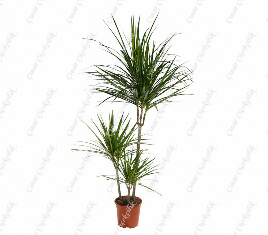 Dracaena Marginata 3'lü Saksı Çiçeği C-SAK179