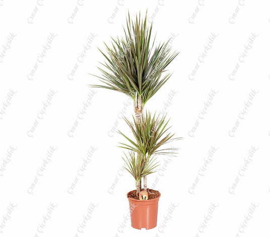 Dracaena Marg Saksı Çiçeği C-SAK174