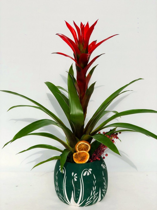 Marrible Dekoratif Desenli Vazoda Antorium Çiçeği