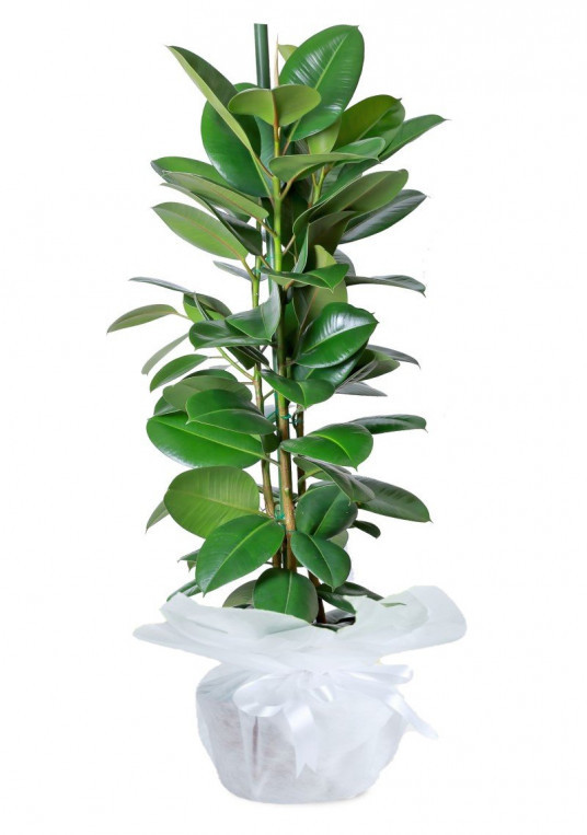 Ficus Robusta Saksı Çiçeği