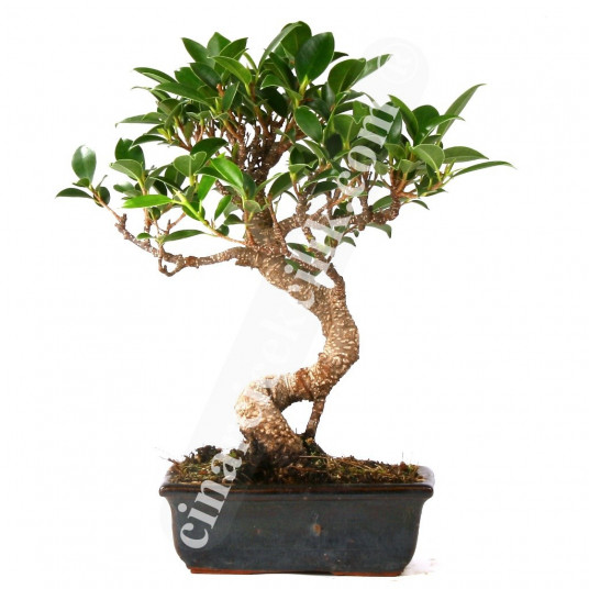 Ficus Bonzai Ağaç