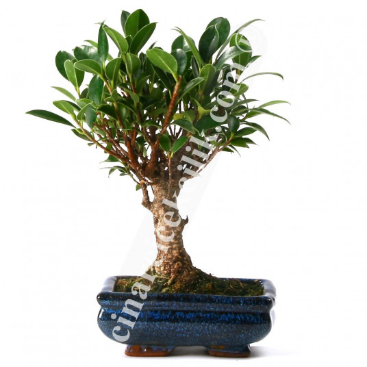 Bonsai Ficus Ağaç