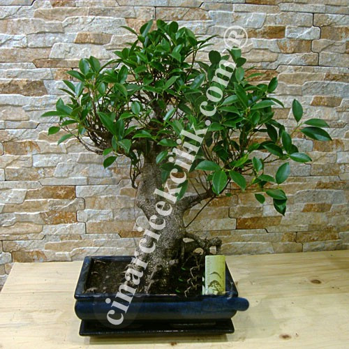 Ficus Bonsai 50 cm Kare Saksı