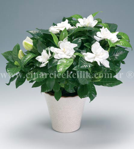 Buyuk Gardenya