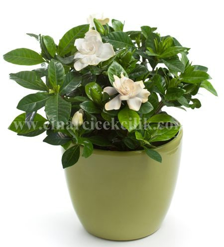 gardenya cicek sepeti c gar103
