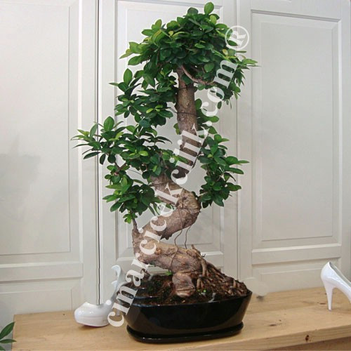 Ginseng Bonsai Ağaç