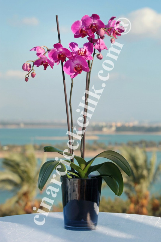 İkili Pembe Orkide C-OR151