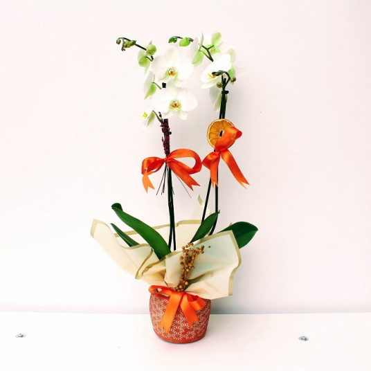Ellia Dekoratif vazoda İkili Beyaz Orkide
