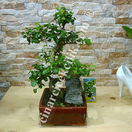 Kare Saksıda Kayalı Bonsai