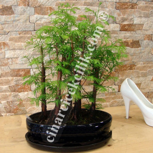 Larix Bonsai Beşli