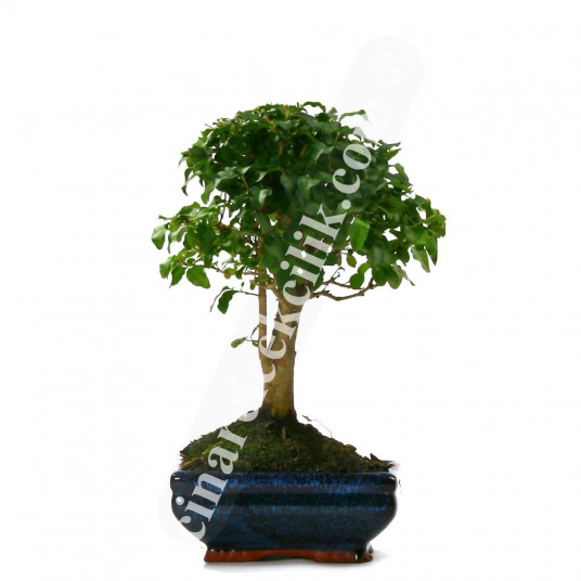 Ligustrum Bonsai Ağaç