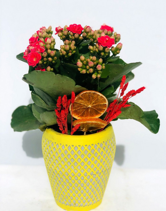 Mariano Desenli Vazoda Kırmızı Kalancuha Çiçeği