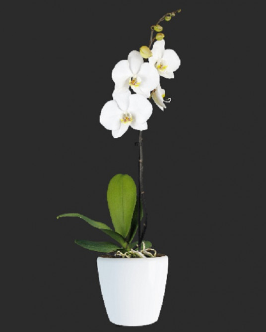 Mini Tek Dal Orkide