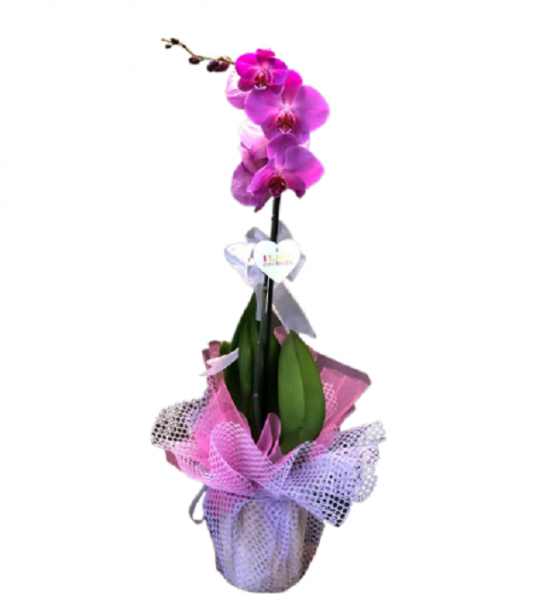 Pintura Tekli Pembe Orkide