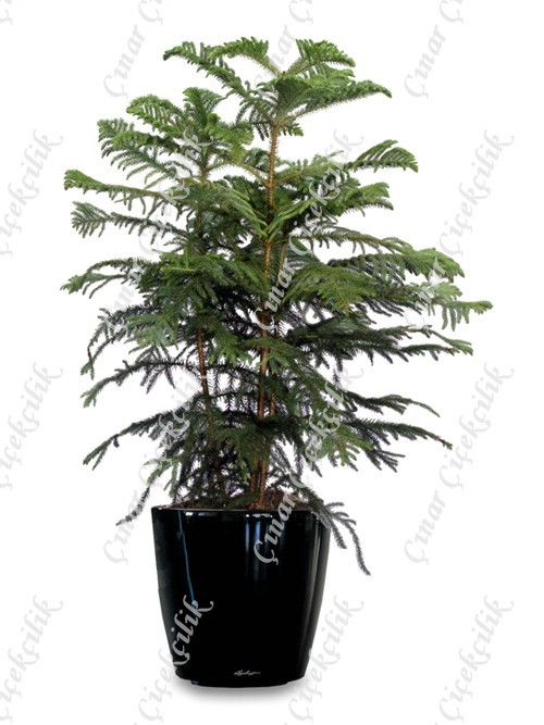 Norfolk Salon Cami Araucaria 3lü C-SAK193