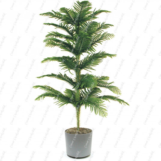 Norfolk Araucaria Salon Çamı C-SAK190