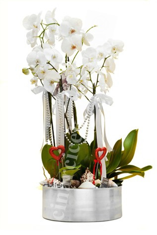 Beyaz 5 Köklü Orkide Aranjmanı C-OR105