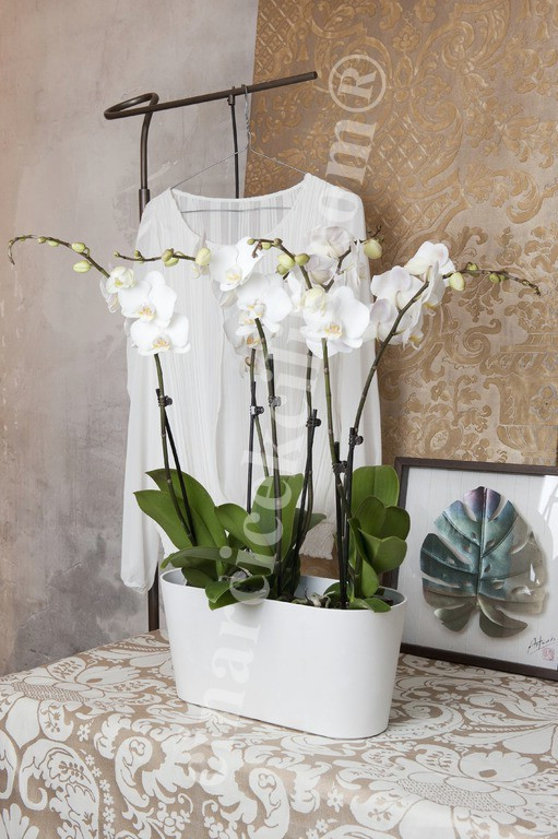 Dört Köklü Beyaz, Orkide C-OR111